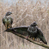 Buzzards